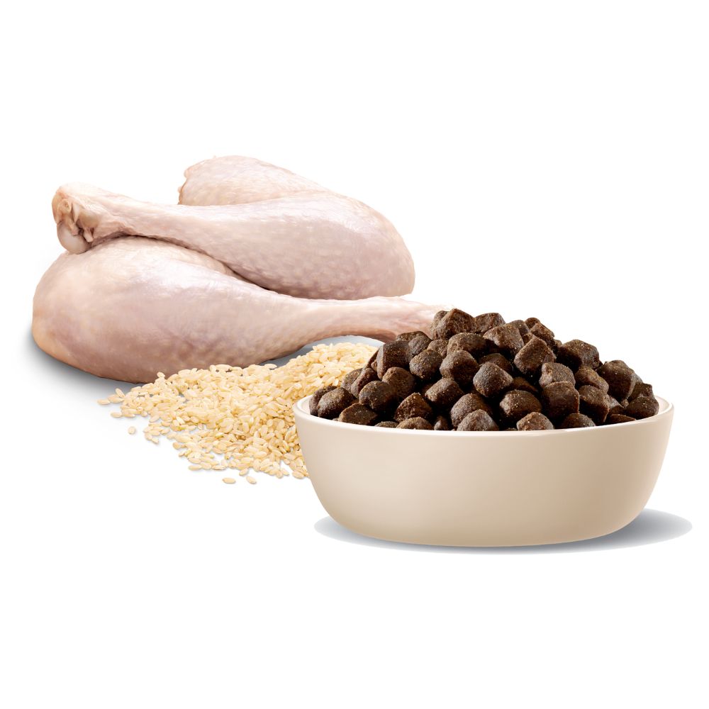 Advance Adult Medium Terrier Turkey
