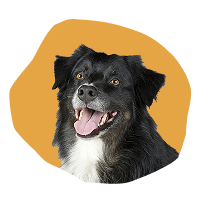 Dog Supplies