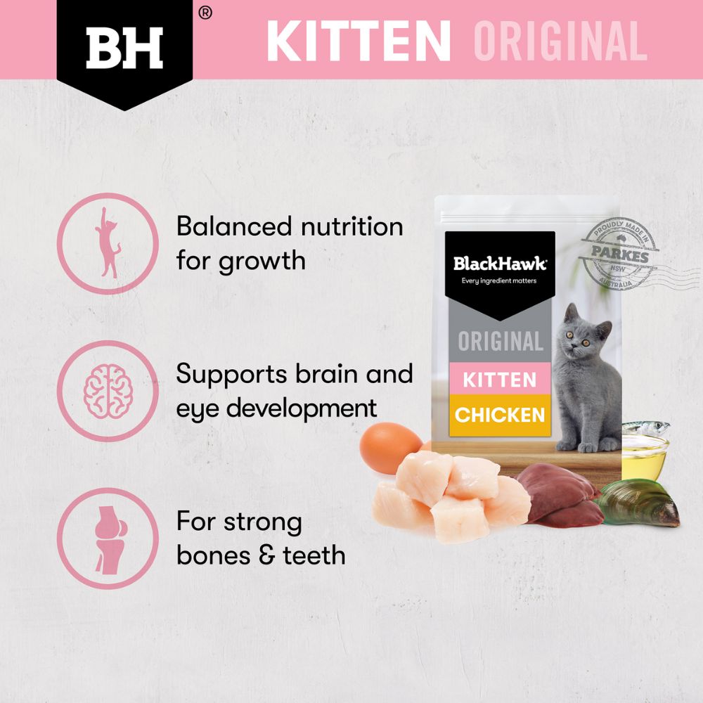 Black Hawk Kitten Chicken