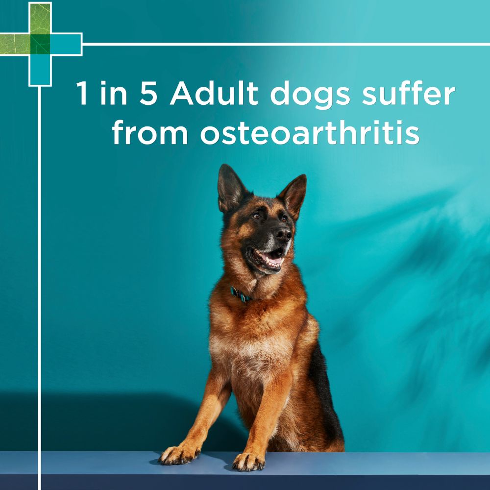 Paw Osteocare Joint Protect Chews