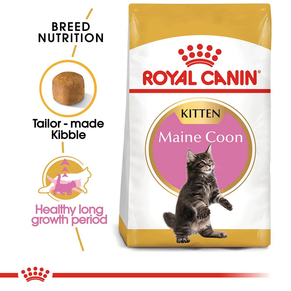 Royal Canin Maine Coon Kitten