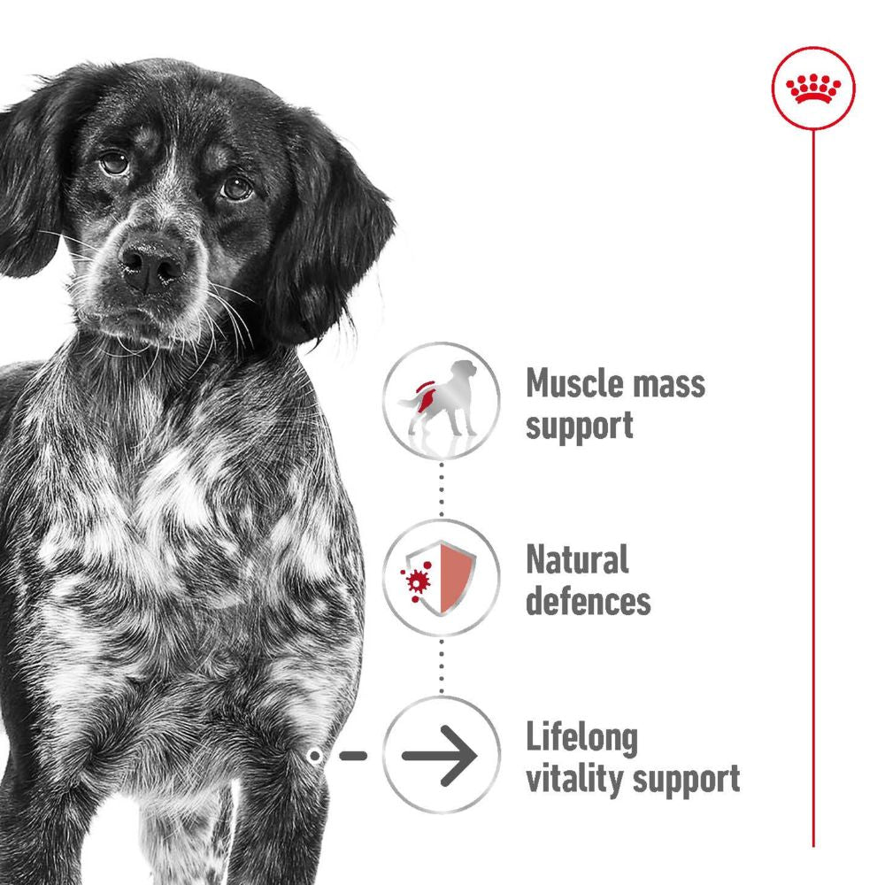 Royal Canin Medium Adult Loaf Cans