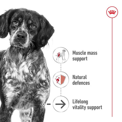 Royal Canin Medium Adult Loaf Cans