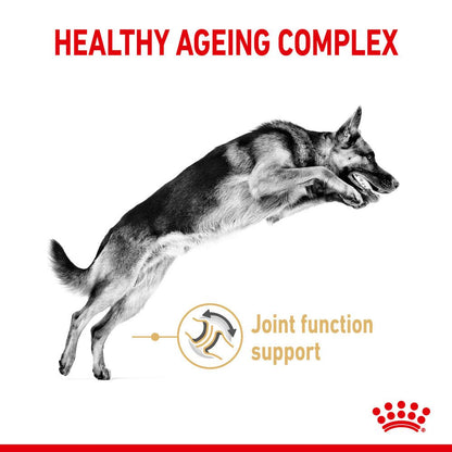 Royal Canin German Shepherd Adult 5+