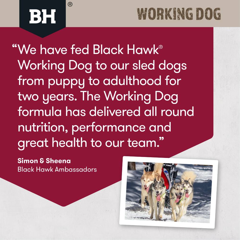 Black Hawk Working Dog