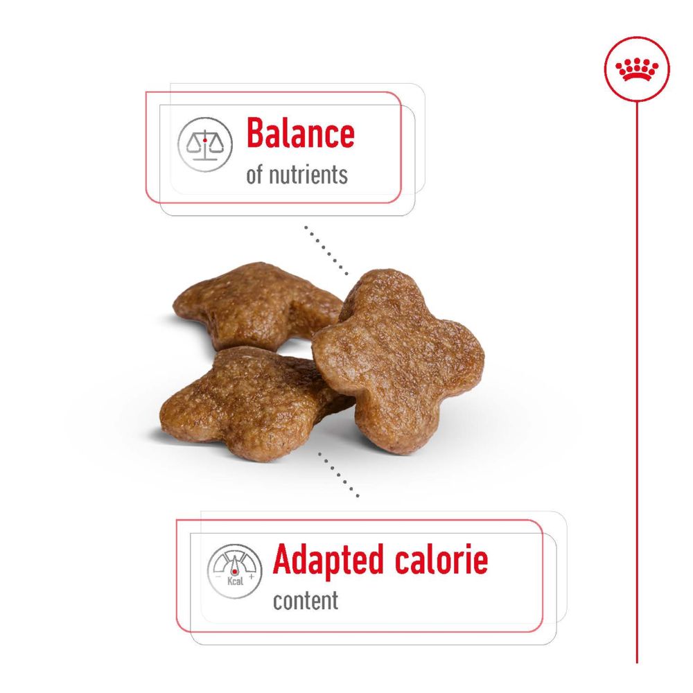 Royal Canin Mini 8+ Years