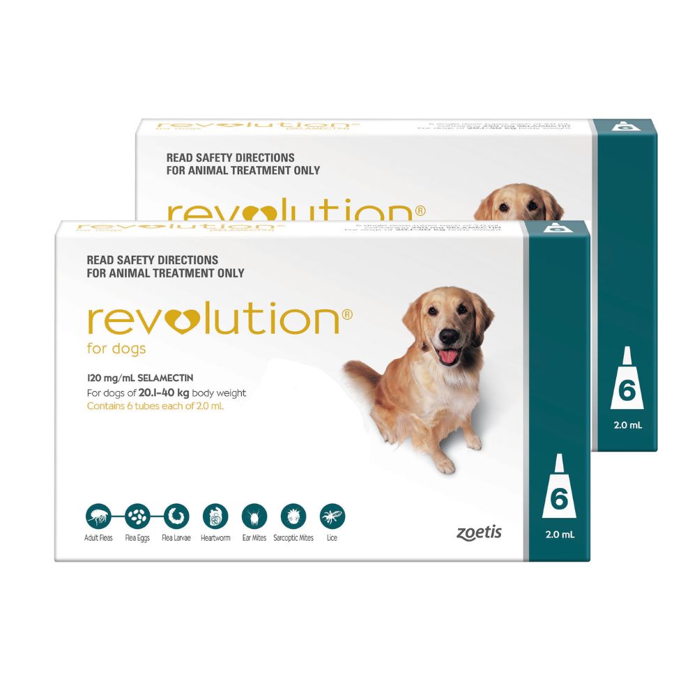 Revolution Teal Large 20-40kg