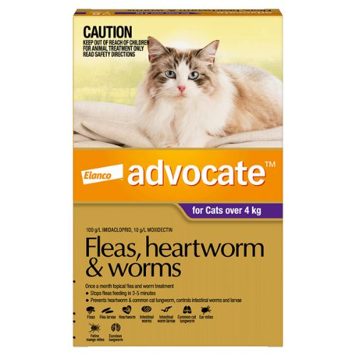 Advocate large online cat purple